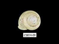 藏品(班卡拉蝸牛)的圖片